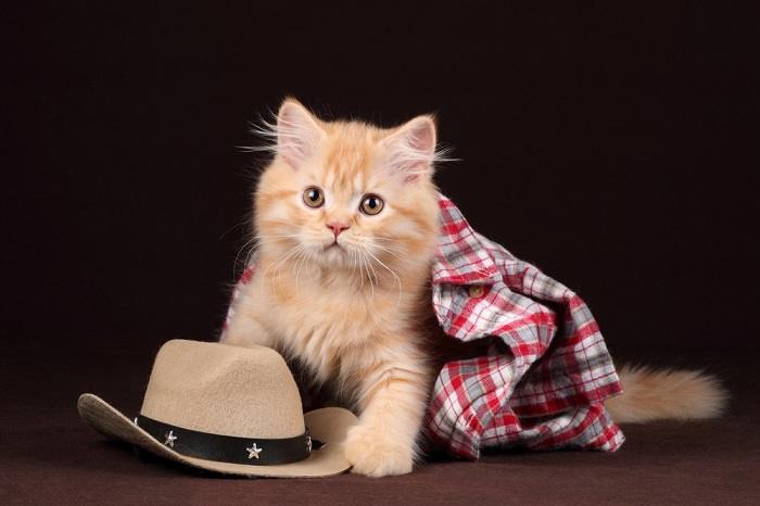 150 nomes de gatos country para seu gato macho e fêmea - 06