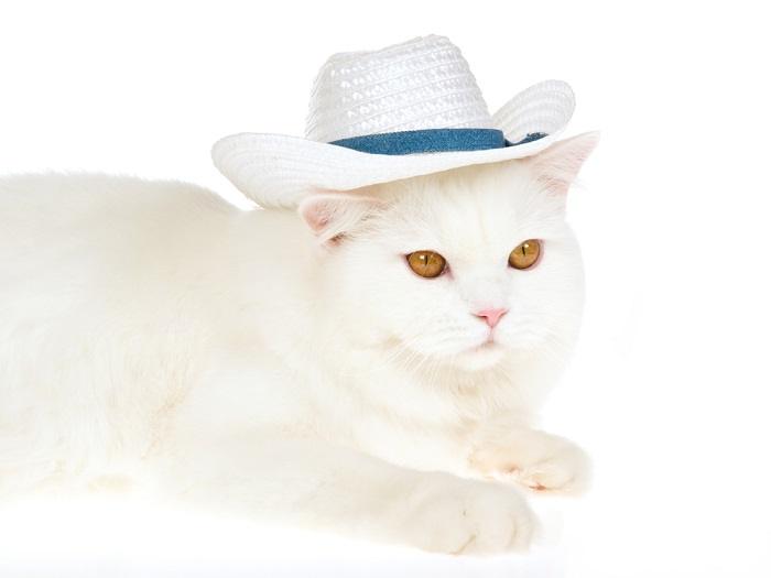 150 nomes de gatos country para seu gato macho e fêmea - 07