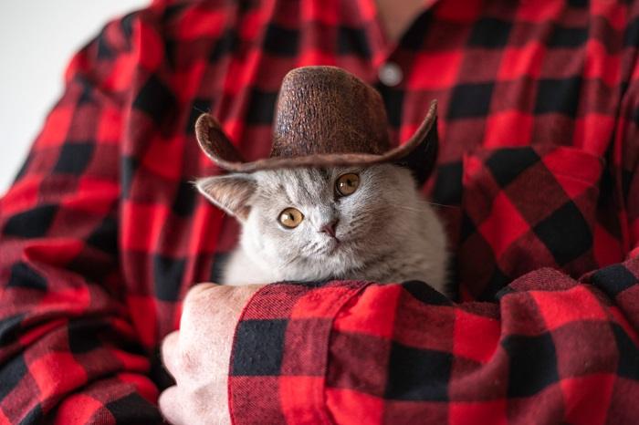 150 nomes de gatos country para seu gato macho e fêmea - 08