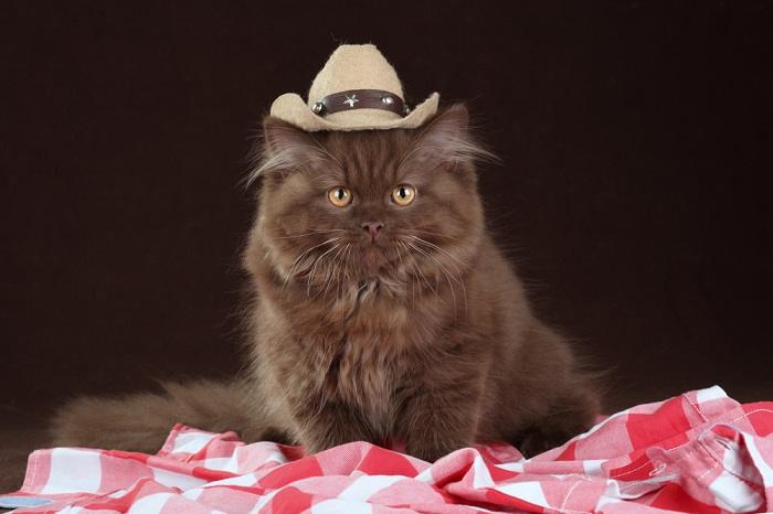 150 nomes de gatos country para seu gato macho e fêmea - 08