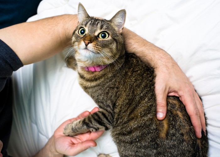 150 nomes de gatos hebraicos com significados para gatos machos e fêmeas - 04