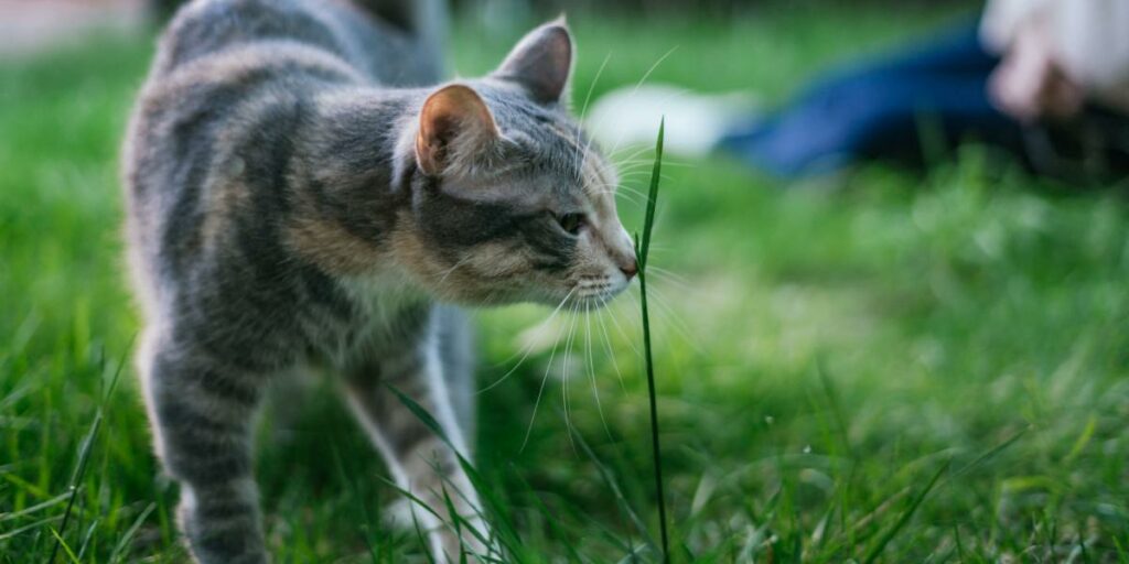 150 nomes impressionantes de gatos irlandeses para seu adorável gatinho - 04