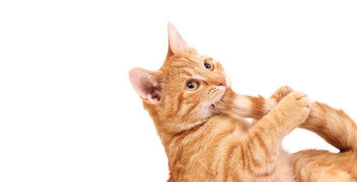 160 ideias de nomes de gatos listrados para seu novo animal de estimação - 04