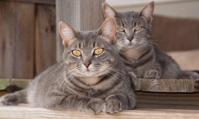 200 melhores nomes de gatos gêmeos - 02