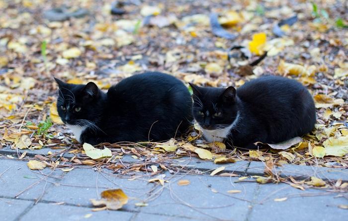 200 melhores nomes de gatos gêmeos - 05