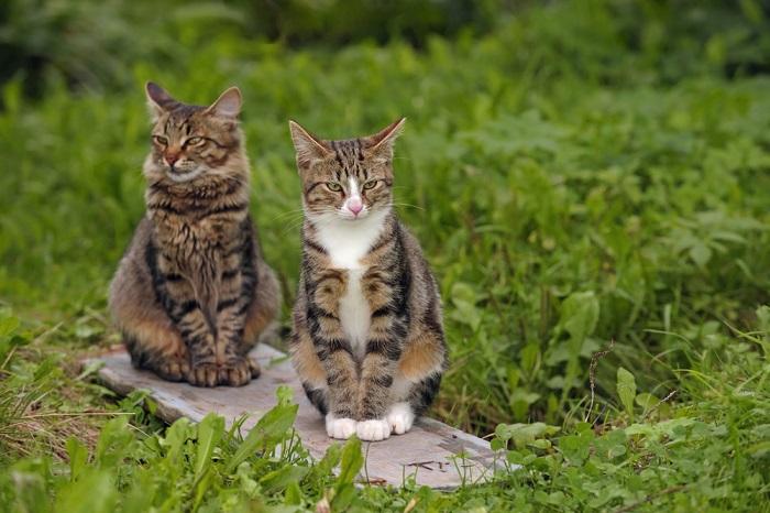 200 melhores nomes de gatos gêmeos - 06