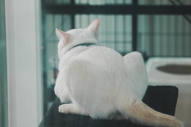 3 razões pelas quais os gatos colocam suas bundas na sua cara - 01