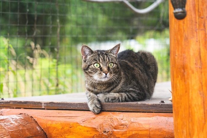 350 melhores nomes de gatos de desenhos animados para seus gatos fofos e brincalhões - 06