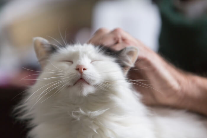 4 causas comuns de flatulência em gatos - 06