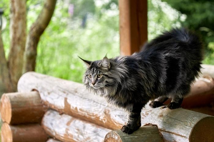 5 Razões pelas quais seu gato está andando pela casa constantemente e como ajudar - 01