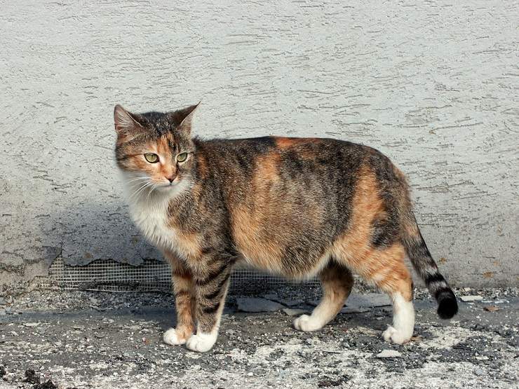 5 Razões pelas quais seu gato está andando pela casa constantemente e como ajudar - 04