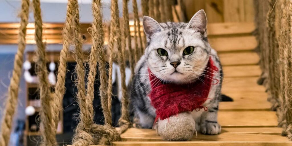 5 Razões pelas quais seu gato está andando pela casa constantemente e como ajudar - 05