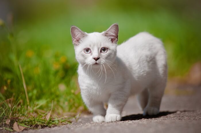 5 Razões pelas quais seu gato está andando pela casa constantemente e como ajudar - 07