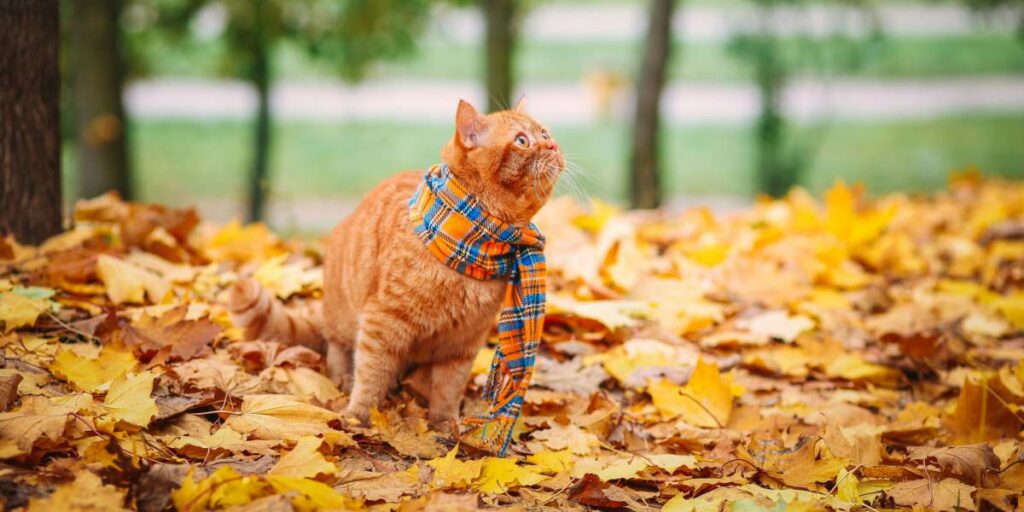 5 Razões pelas quais seu gato está andando pela casa constantemente e como ajudar - 09