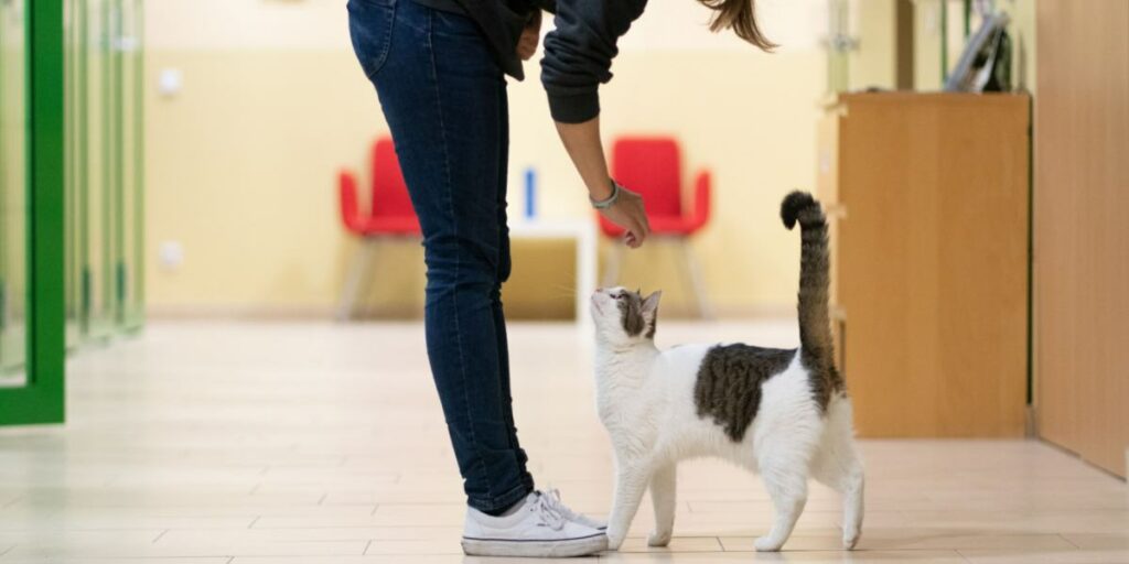 5 Razões pelas quais seu gato está andando pela casa constantemente e como ajudar - 10