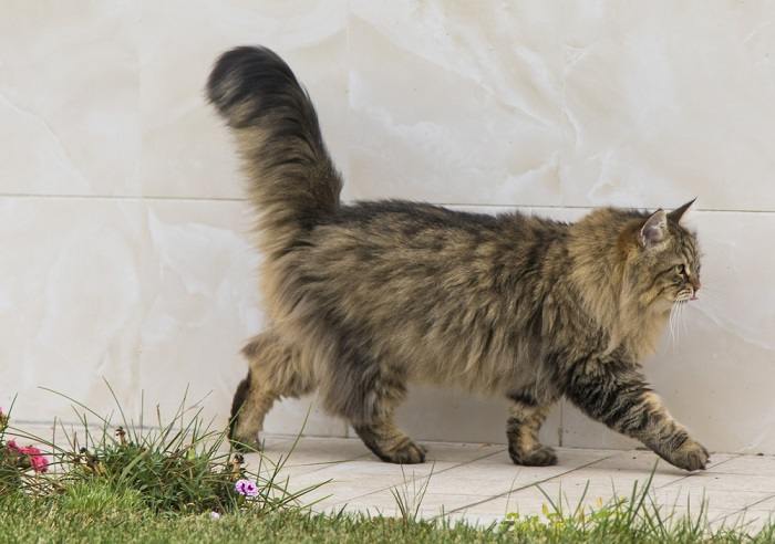 5 coisas que o bumbum do seu gato pode lhe dizer sobre a saúde dele - 04