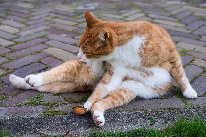 5 coisas que o bumbum do seu gato pode lhe dizer sobre a saúde dele - 06