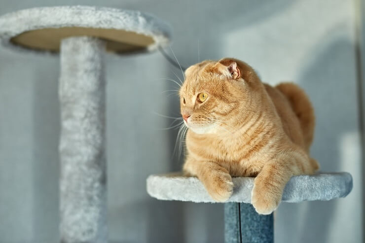 5 dicas simples para manter os gatos longe dos balcões - 06