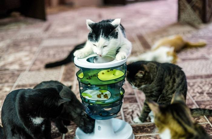 5 razões pelas quais os alimentadores de quebra-cabeça são bons para gatos - 02