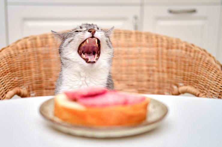 5 razões pelas quais os alimentadores de quebra-cabeça são bons para gatos - 04