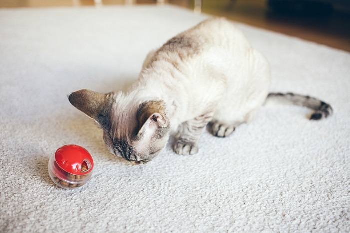 5 razões pelas quais os alimentadores de quebra-cabeça são bons para gatos - 11