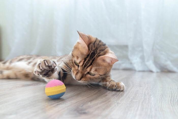 5 razões pelas quais os alimentadores de quebra-cabeça são bons para gatos - 12