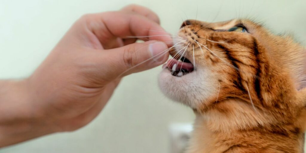 5 razões pelas quais os alimentadores de quebra-cabeça são bons para gatos - 15