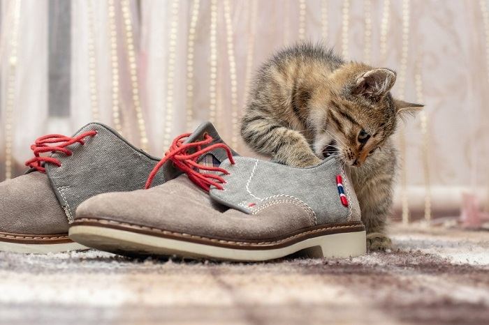 5 razões pelas quais os gatos gostam tanto de sapatos - 01