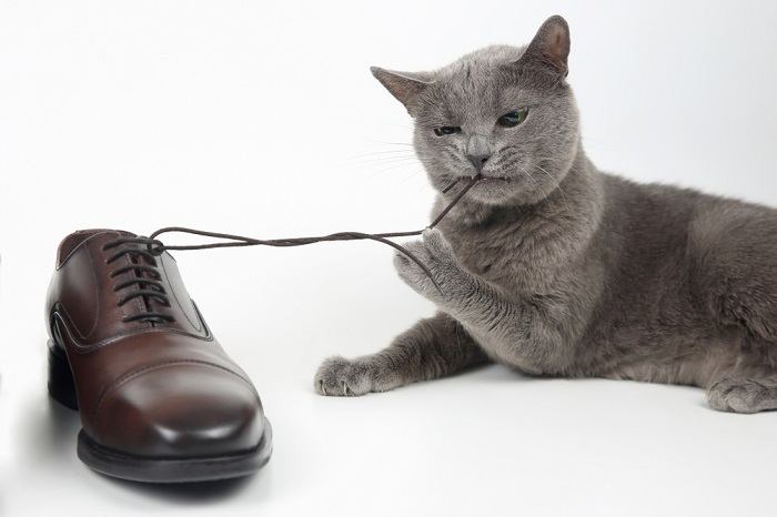 5 razões pelas quais os gatos gostam tanto de sapatos - 04