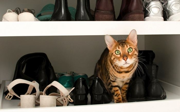 5 razões pelas quais os gatos gostam tanto de sapatos - 07