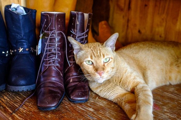 5 razões pelas quais os gatos gostam tanto de sapatos - 08