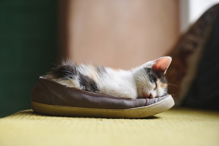 5 razões pelas quais os gatos gostam tanto de sapatos - 09