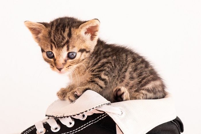 5 razões pelas quais os gatos gostam tanto de sapatos - 10