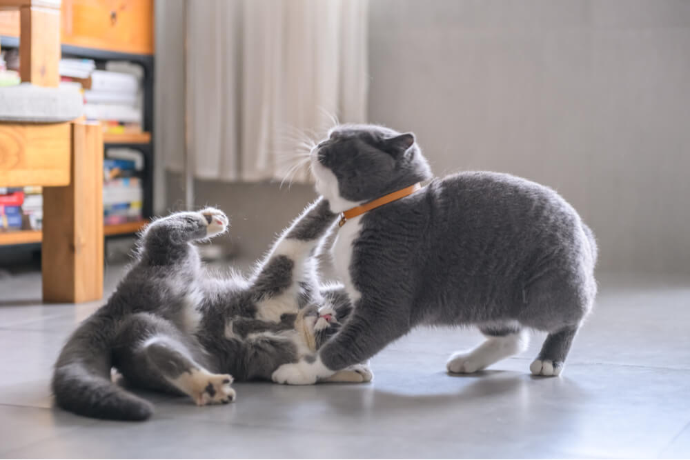 6 razões comuns pelas quais os gatos fazem xixi fora da caixa de areia - 04