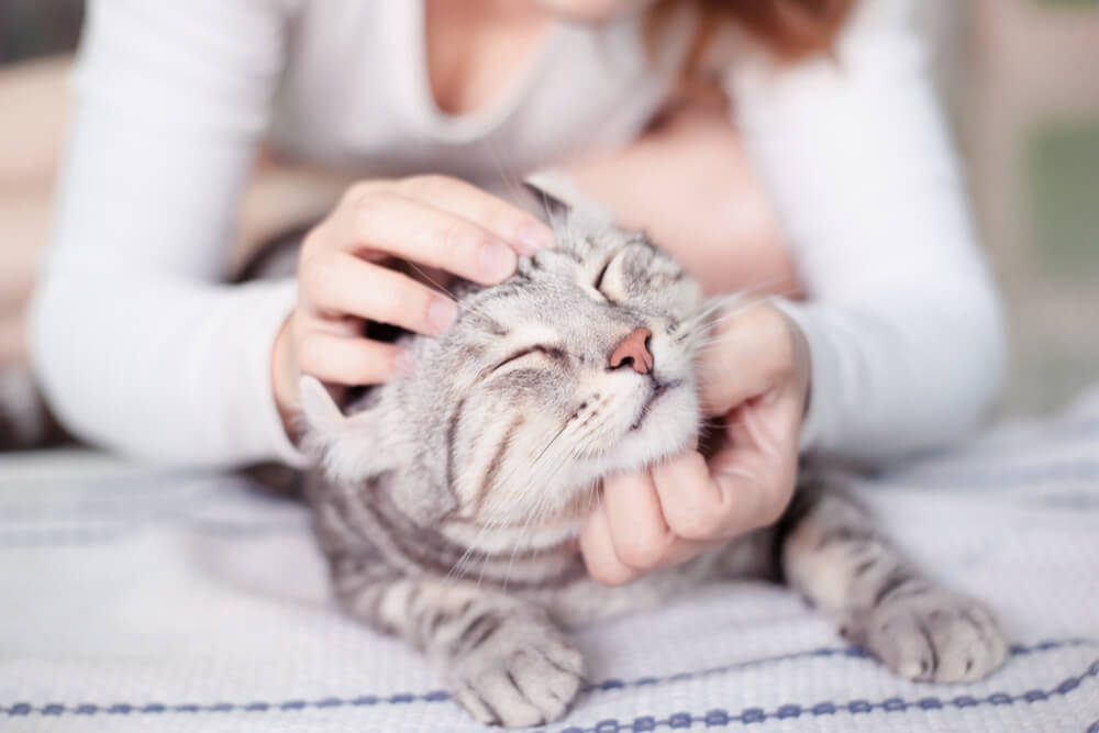 6 razões comuns pelas quais os gatos fazem xixi fora da caixa de areia - 11