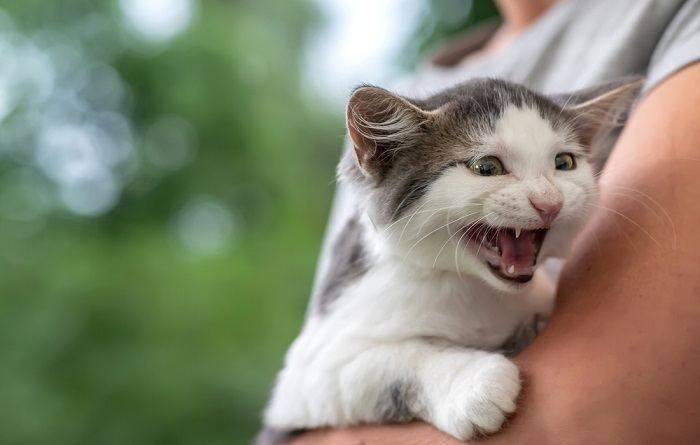 7 razões pelas quais seu gato está uivando e como ajudar - 03