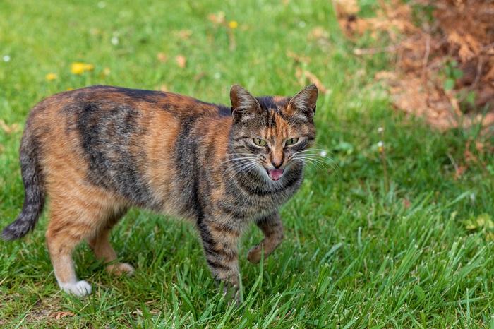 7 razões pelas quais seu gato está uivando e como ajudar - 09