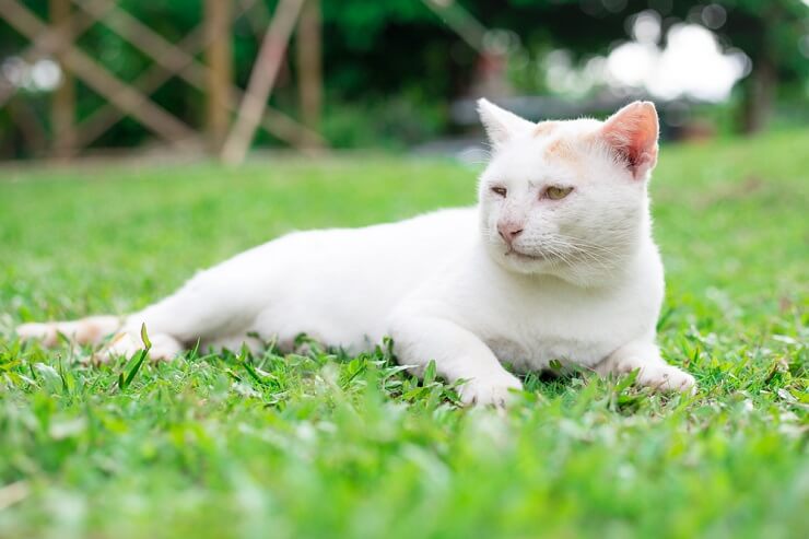 70 melhores nomes para gatos brancos - 03