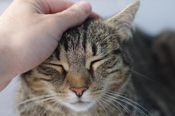 8 maneiras de ajudar um gato assustado e medroso a ter confiança - 04