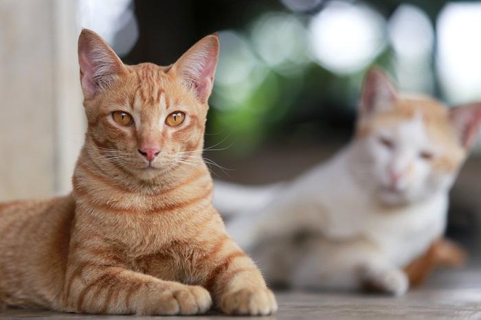 8 maneiras de ajudar um gato assustado e medroso a ter confiança - 06