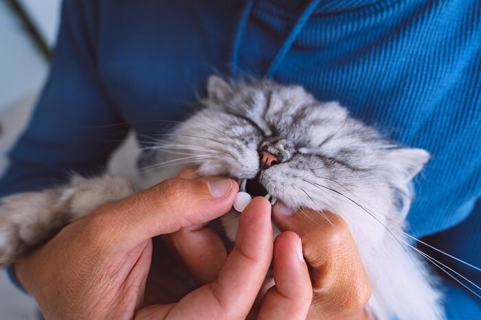 8 maneiras de ajudar um gato assustado e medroso a ter confiança - 10