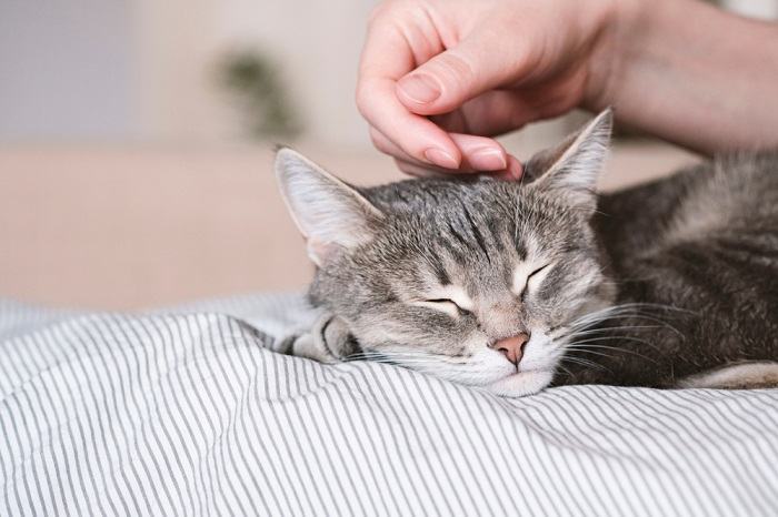 8 posições de dormir mais comuns para gatos e o que elas realmente significam - 10