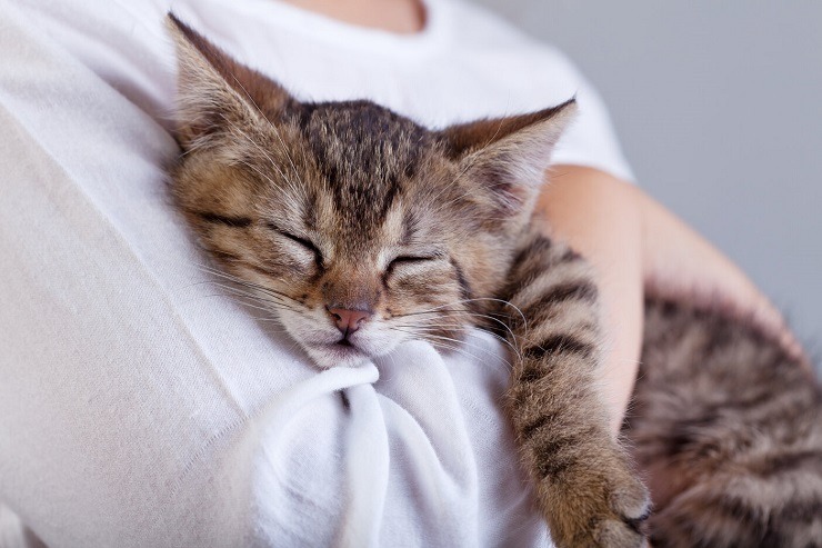 8 posições de dormir mais comuns para gatos e o que elas realmente significam - 12