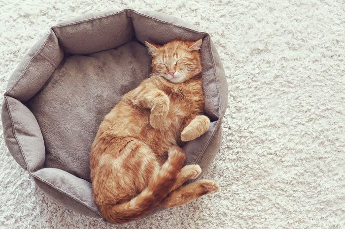 8 posições de dormir mais comuns para gatos e o que elas realmente significam - 13