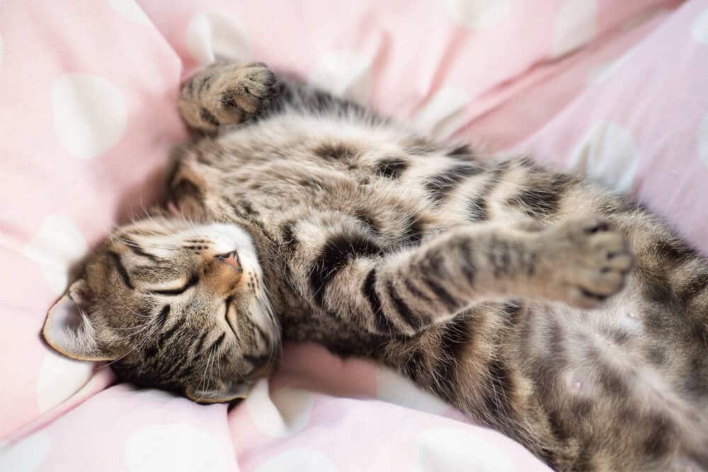 8 posições de dormir mais comuns para gatos e o que elas realmente significam - 14