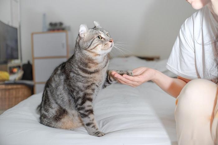 8 razões pelas quais seu gato está arranhando e como ajudar - 01