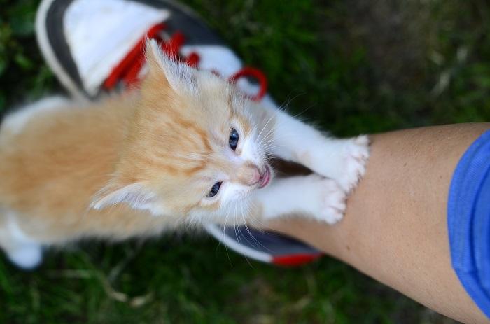 8 razões pelas quais seu gato está arranhando e como ajudar - 02