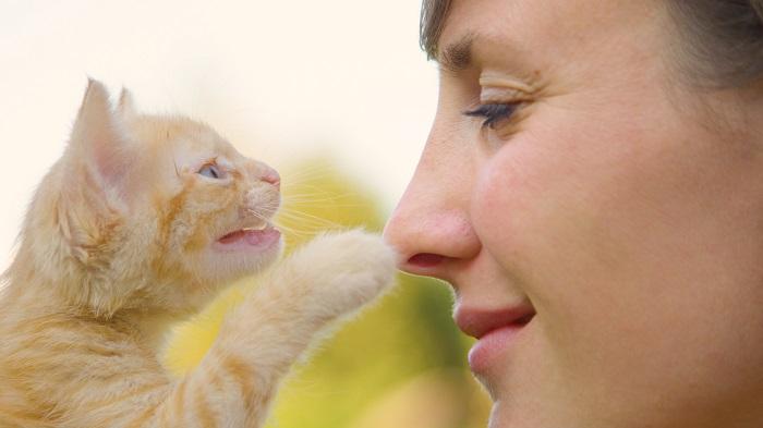 8 razões pelas quais seu gato está arranhando e como ajudar - 03