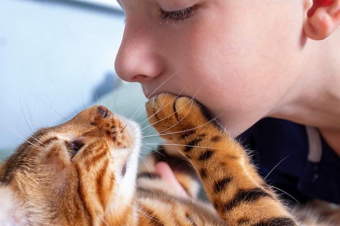 8 razões pelas quais seu gato está arranhando e como ajudar - 04