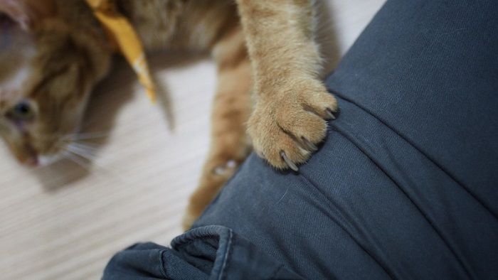 8 razões pelas quais seu gato está arranhando e como ajudar - 05